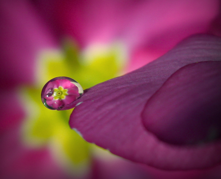 Pink Raindrop Reflection - beautiful, raindrop, art photo, flower, reflection, pink