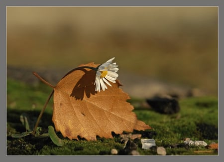 Last Autumn Flower - alone, white, flower, art  photo, beautiful, field, autumn fall