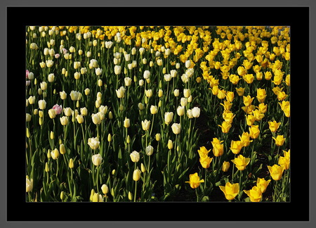 Tulips Field - white, art photo, tulips, beautiful, field, yellow