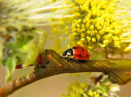 Lady Bug for MarciaMara - yellow, art photo, beautiful, flowers, lady bug