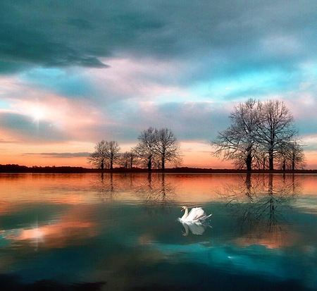 Twilight swan - lake, swan, clouds, reflections, trees, aqua and pink sky, twilight, swimming