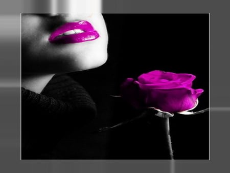 Purple rose - black, rose, grey, purple