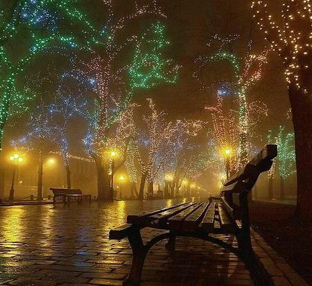 Lights - street, trees, city, bench, wet street, christmas, street lights, lights