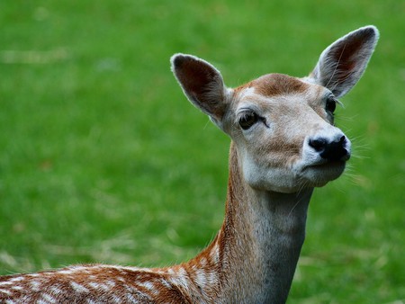 MOM I AM LOST - fawn, adorable, cute, lost