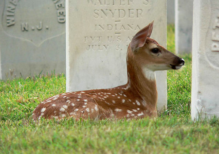 MOM I CANT FIND YOU - cute, fawn, adorable, spotted