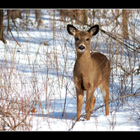 I love you dear deer