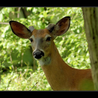 I LOVE YOU TO DEAR DEER