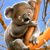 Koala