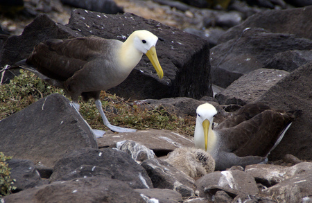 albratoss - white, animals, rocks, black, birds, green, grass