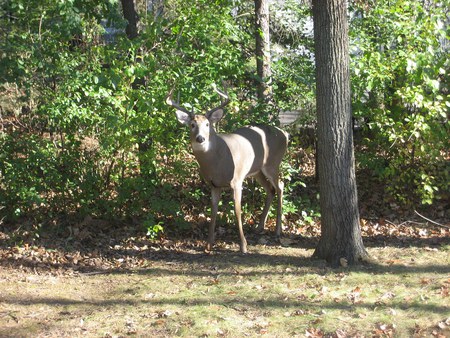 Oh Deer! - yard, buck, antlers, deer