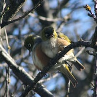 loving tauhou couple sits in tree