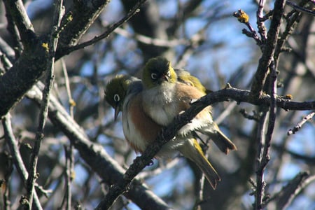 loving tauhou couple sits in tree - sky, animals, leaf, tree, couple, birds