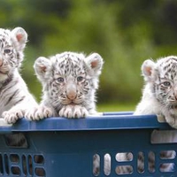 Tiger Cubs