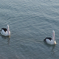 2 Pelicans