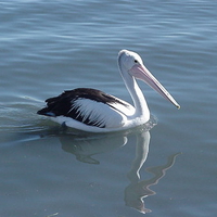 Pelican