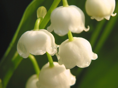 lilly of the valley - white, lilly, valley, woods, spring