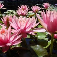 water lillies