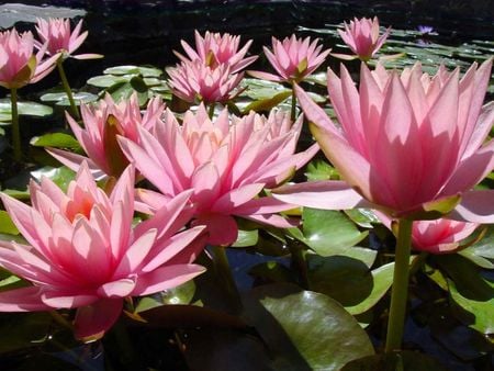 water lillies - water, flowers, pink, lillies