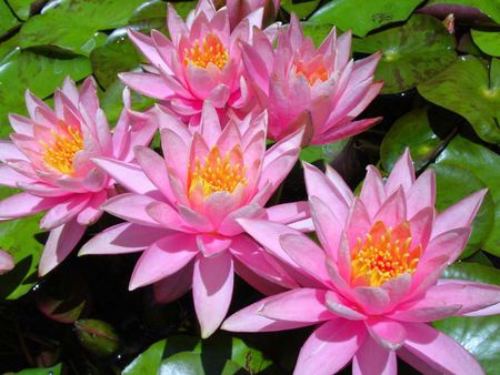 water lillies - flowers, lillies, water, pink