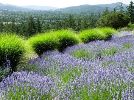 lavander fields - purple, fields, lavander, blue