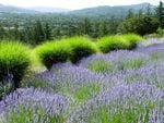 lavander fields