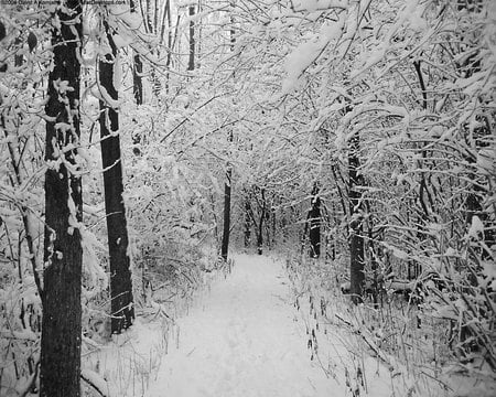 woods in the snow - white, cold, woods, snow, winter, path