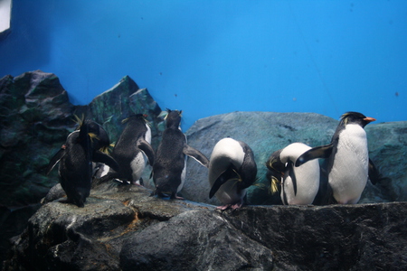 Elegent looking Penguin in Singapore - ice, hillok, rest, penguin