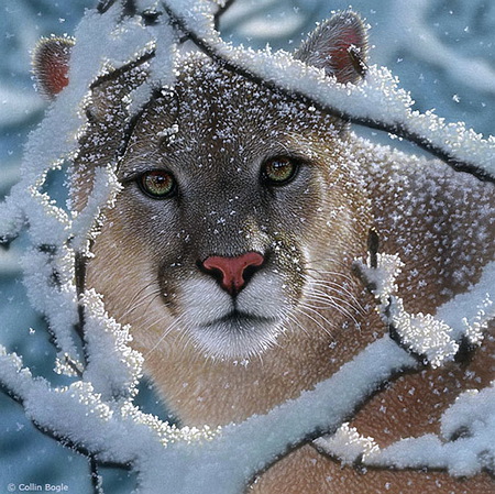 Winter coat - brown coat, animal, winter, cool, cat, branches, cats, picture, cougar, ice, snow