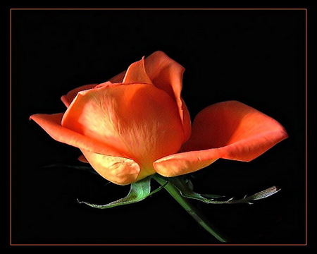 A rose is a rose - coral and white, black background, green leaves, rose