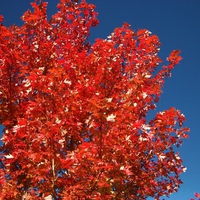 bright fall color