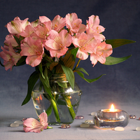 still life