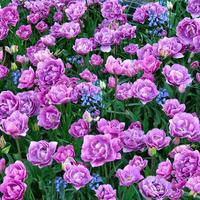 Purple Tulips