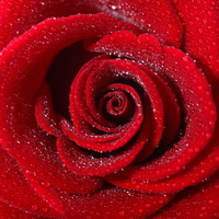 red rose