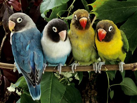 Lovebirds - desktop, wallpaper, feathers, trotter, landing, background, feet, maroon, gray, birds, couple, masked, red, animals, cool, parrots, yellow, resting, blue, beije, multicolor, natural, masks, colors, agapornis, pair, black, pc, beautiful, lovebirds, leaves, eyes, claws, wings, white, brown, leaf, nature, colorful, nozzles, branches, hd, nice, fullscreen, trees, green