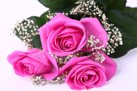 roses - nice, roses, photography, bouquet, elegant, rose, gentle, cool, beautiful, flowers, photo, flower