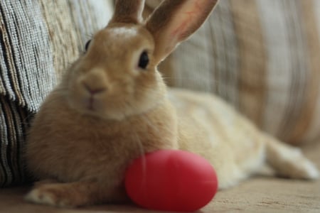 Poser - rabbit, rodent, bunny, brown