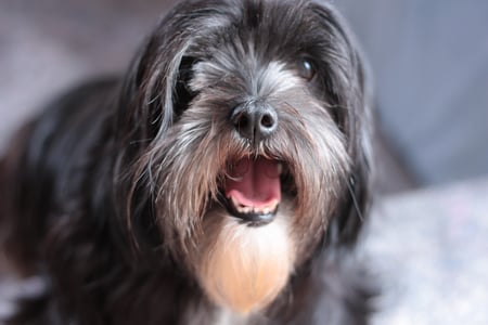 Nino - lhasa, black, apso, dog