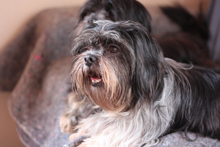 Flick - apso, black, dog, lhasa