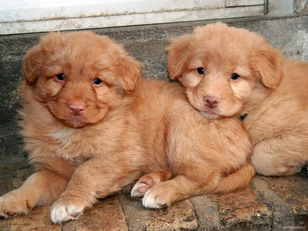 CUDDLE UP A LITTLE CLOSER - cute, adorable, golden, retrievers