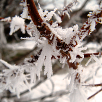 Frosty Winter Branch