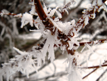 Frosty Winter Branch - cold, frost, branch, winter, tree, icicle