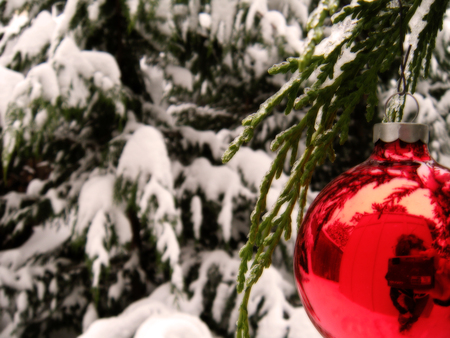 Glass Christmas Bulb on Snowy Tree - christmas, snow, winter, tree