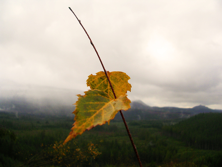 Yellow Leaves Over the Valley - clouds, fall, trees, forest, leaf