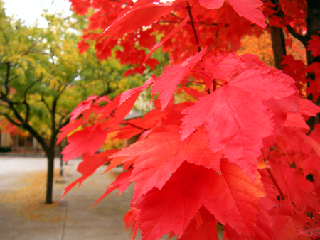 Autumn Trees