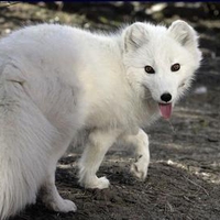 The Fox