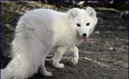 The Fox - effie, white, fox, cute, monty sloan, wolfpark