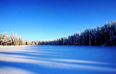 Peace - sky, trees, photography, peace, winter, white, nature, amazing, beautiful, blue, snow