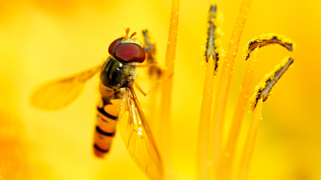 Syrphid's Feast - hoverfly, insects, flower, animals