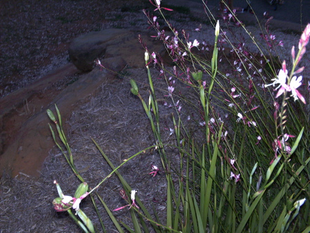 Wild Flowers - flowers, green, plants, pink, rocks