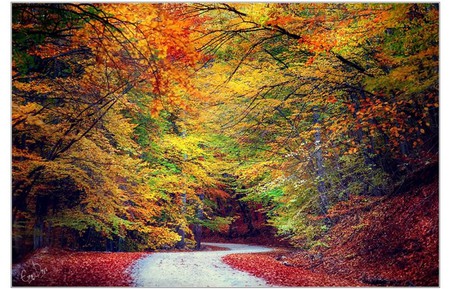 Autum Everywhere - autum, street, forest, trees